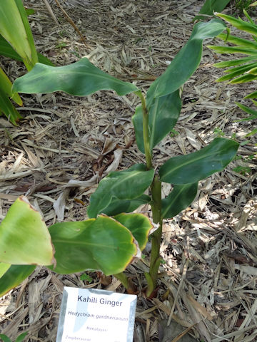 Hedychium gardnerianum