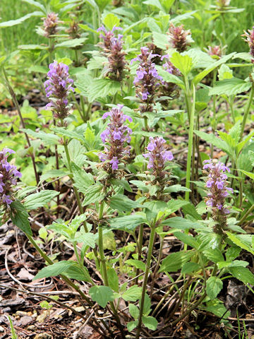 Ajuga ciliata var. villosior