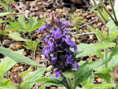 Ajuga ciliata var. villosior