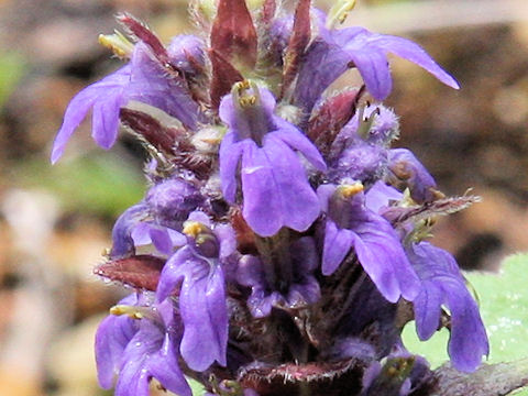 Ajuga ciliata var. villosior