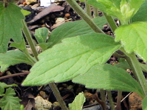 Ajuga ciliata var. villosior