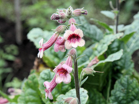 Rehmannia glutinosa f. hueichingensis