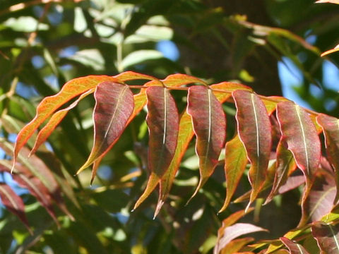 Pistacia chinensis