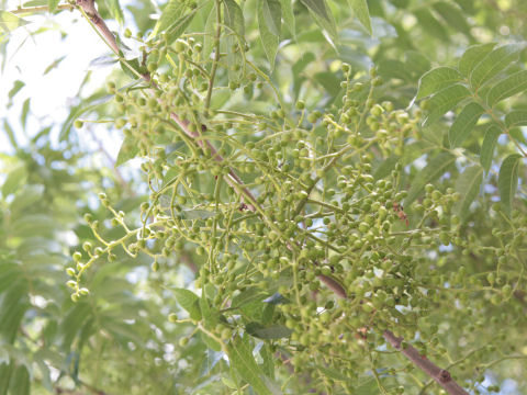 Pistacia chinensis