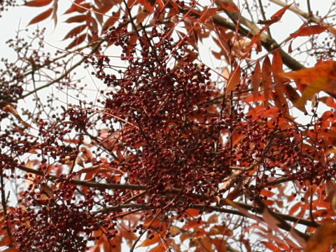 Pistacia chinensis