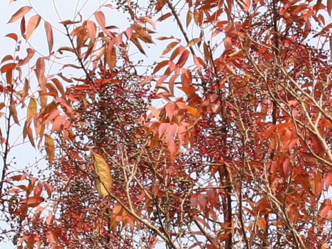 Pistacia chinensis