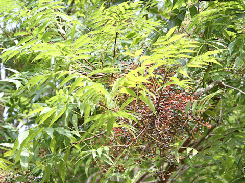 Pistacia chinensis