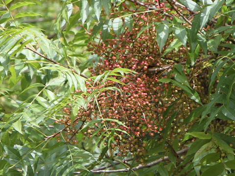 Pistacia chinensis