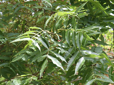 Pistacia chinensis