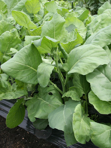 Brassica oleracea var. alboglabra