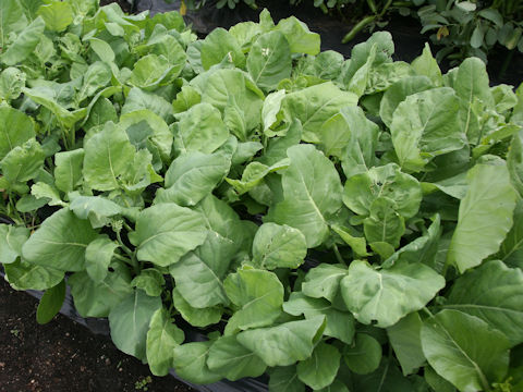 Brassica oleracea var. alboglabra