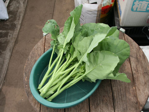 Brassica oleracea var. alboglabra