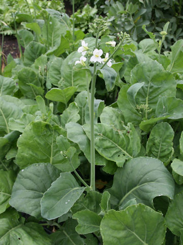 Brassica oleracea var. alboglabra
