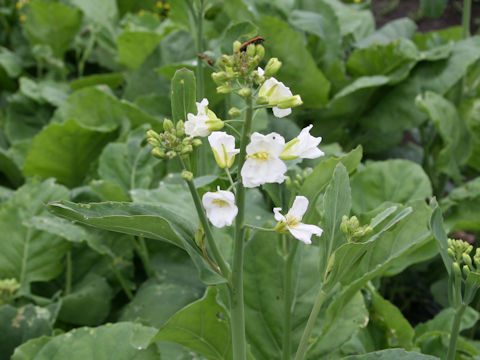 Brassica oleracea var. alboglabra