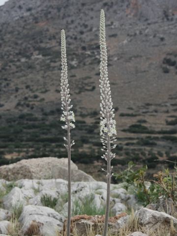 Urginea maritima