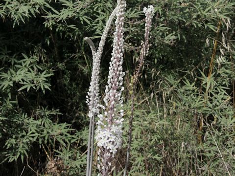 Urginea maritima