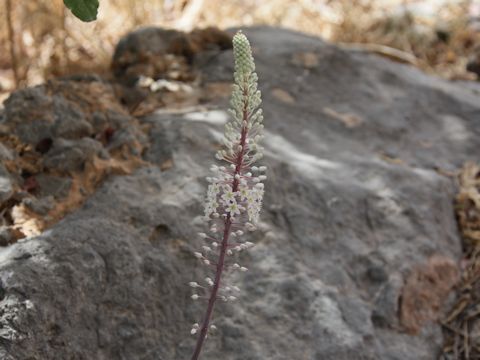 Urginea maritima