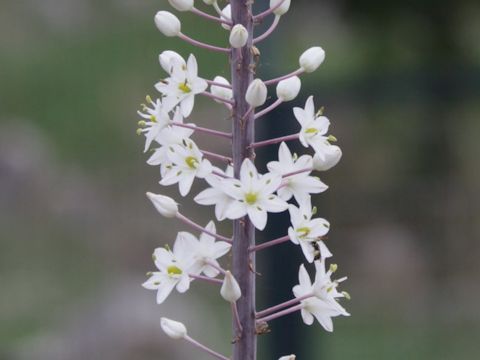 Urginea maritima