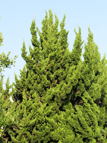 Juniperus chinensis cv. Pyramidalis