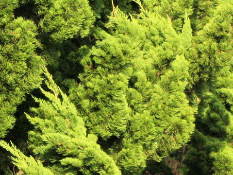 Juniperus chinensis cv. Pyramidalis