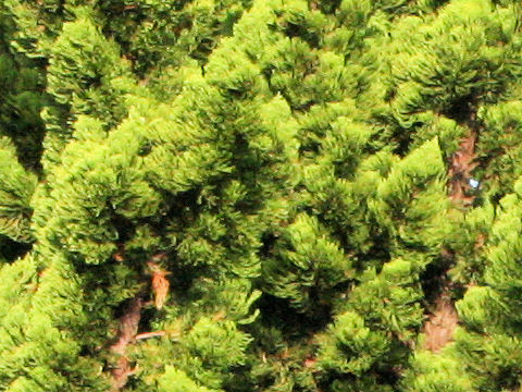 Juniperus chinensis cv. Pyramidalis