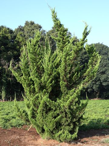 Juniperus chinensis cv. Pyramidalis