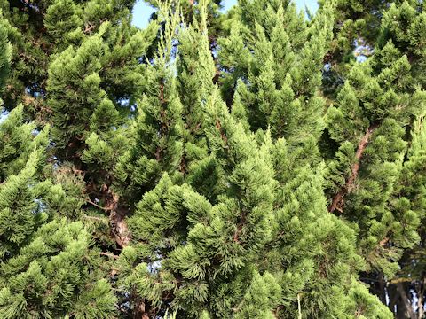 Juniperus chinensis cv. Pyramidalis