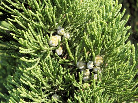 Juniperus chinensis cv. Pyramidalis