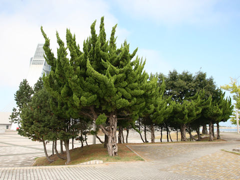 Juniperus chinensis cv. Pyramidalis