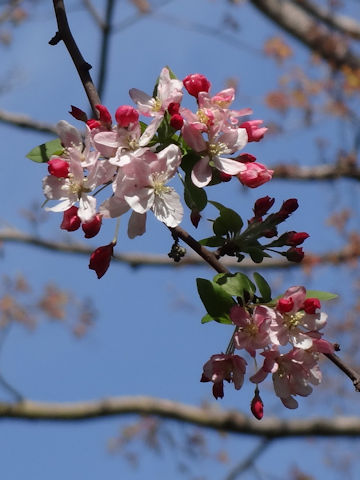 Malus floribunda