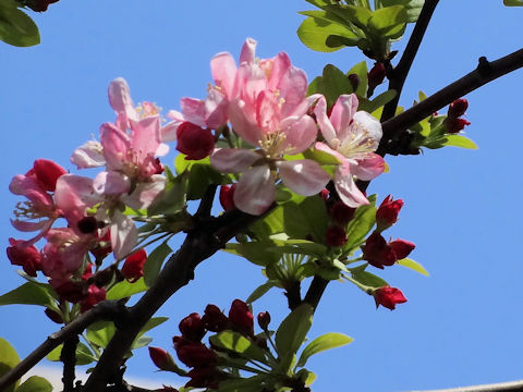 Malus floribunda