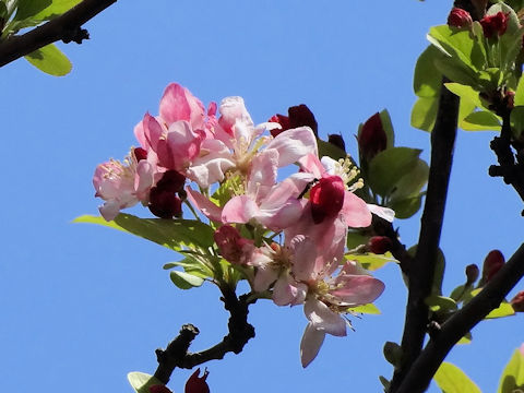 Malus floribunda