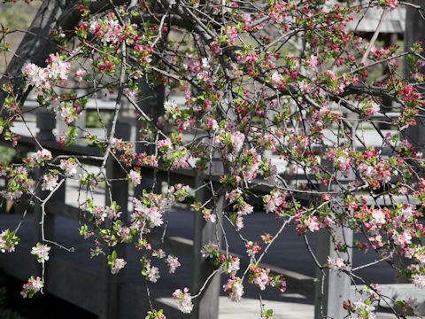 Malus floribunda