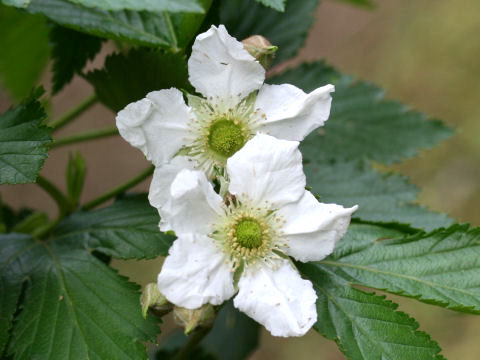 Rubus trifidus