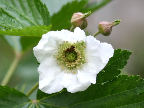 Rubus trifidus