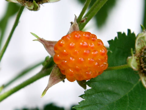 Rubus trifidus