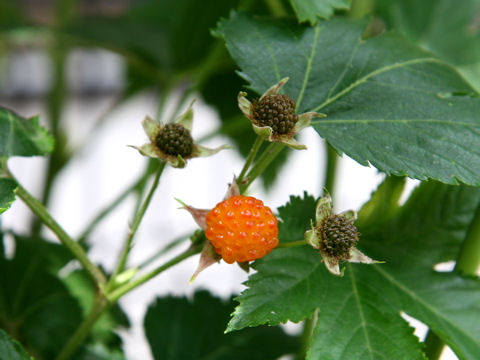 Rubus trifidus