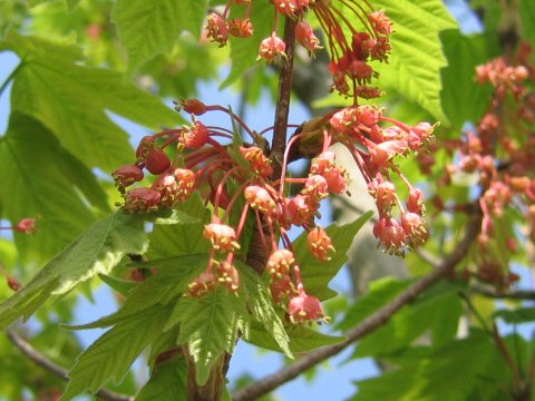 Acer diabolicum