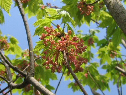 Acer diabolicum