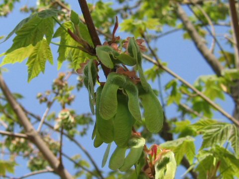 Acer diabolicum