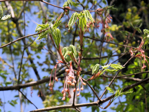 Acer diabolicum