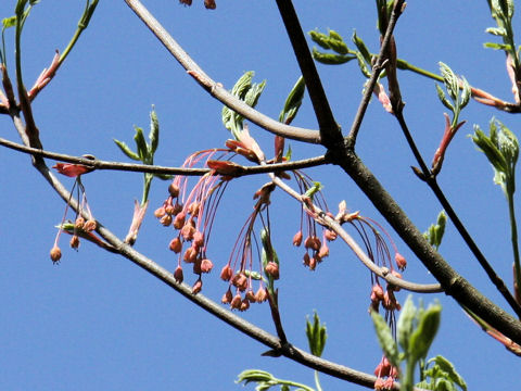 Acer diabolicum