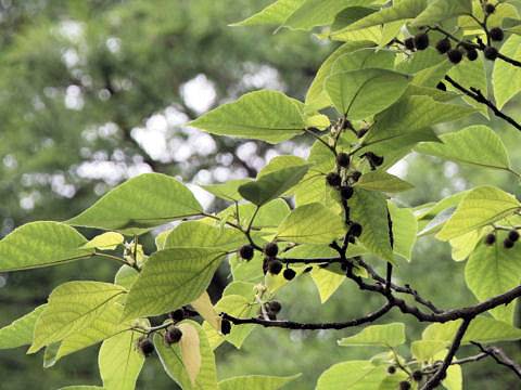 Broussonetia papyrifera