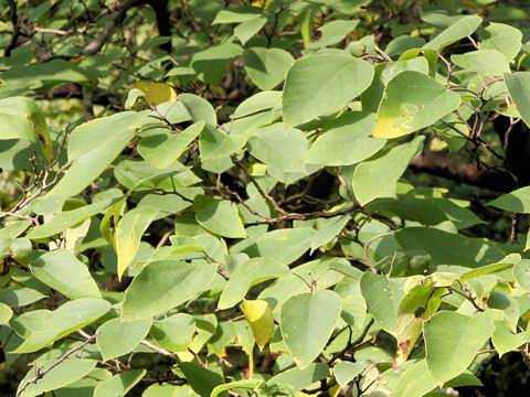 Broussonetia papyrifera