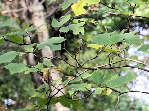 Broussonetia papyrifera