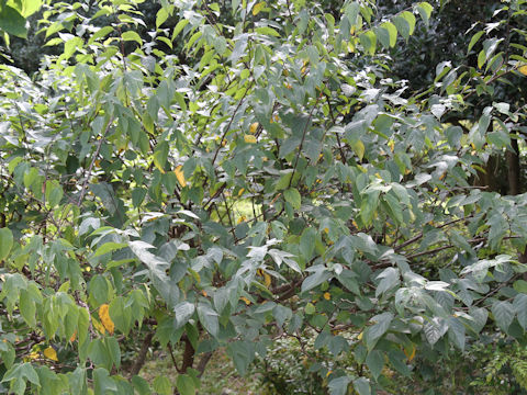 Broussonetia papyrifera