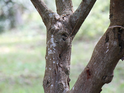 Broussonetia papyrifera