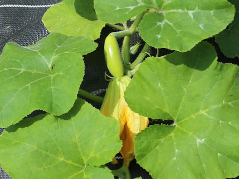 Cucurbita moschata