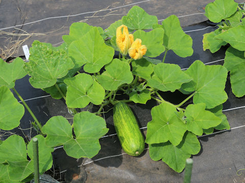 Cucurbita moschata
