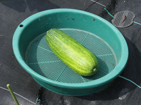 Cucurbita moschata